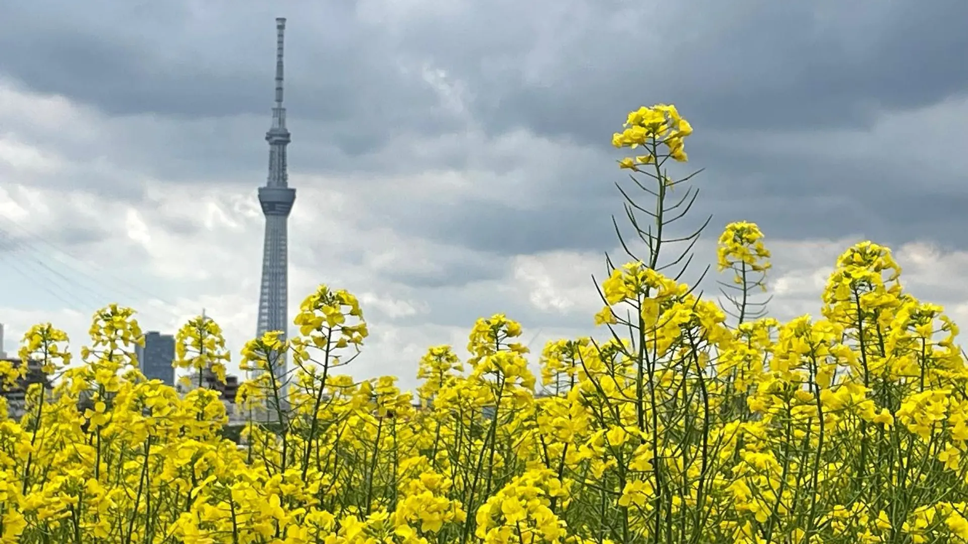 アパート 東京都Sunflower 2アパートメント